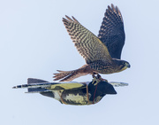 5th Jun 2022 - NZ Falcon attacks drone for training purposes