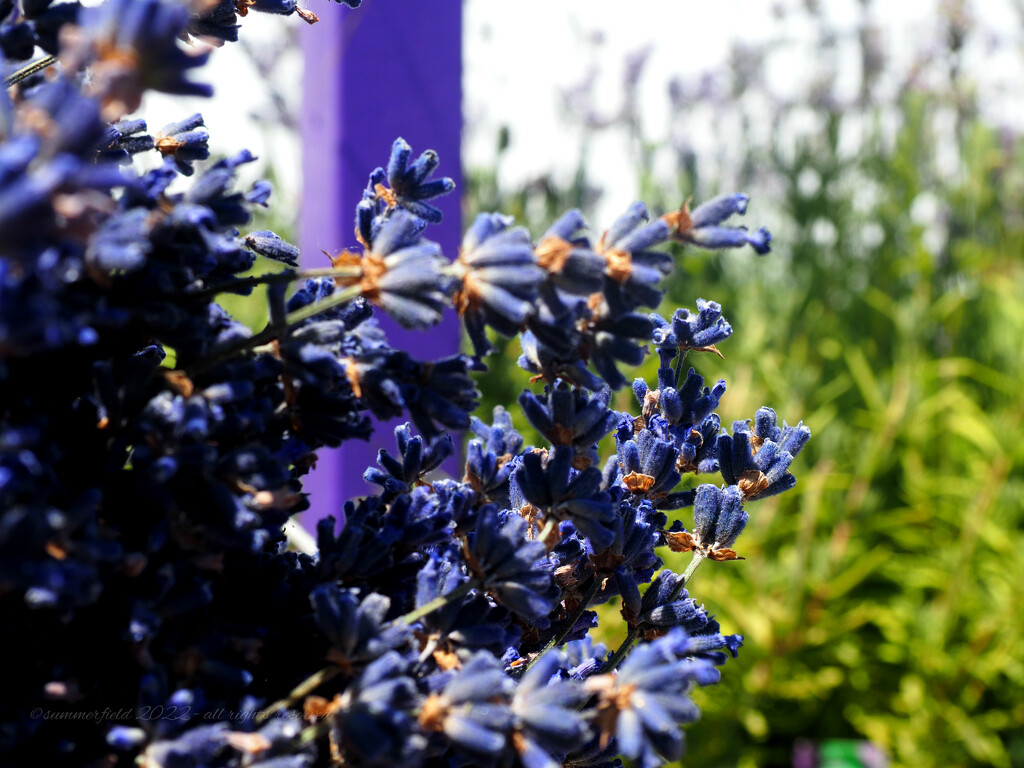 lavender fields forever by summerfield