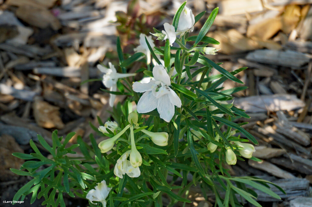 White flower by larrysphotos