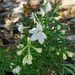 White flower by larrysphotos