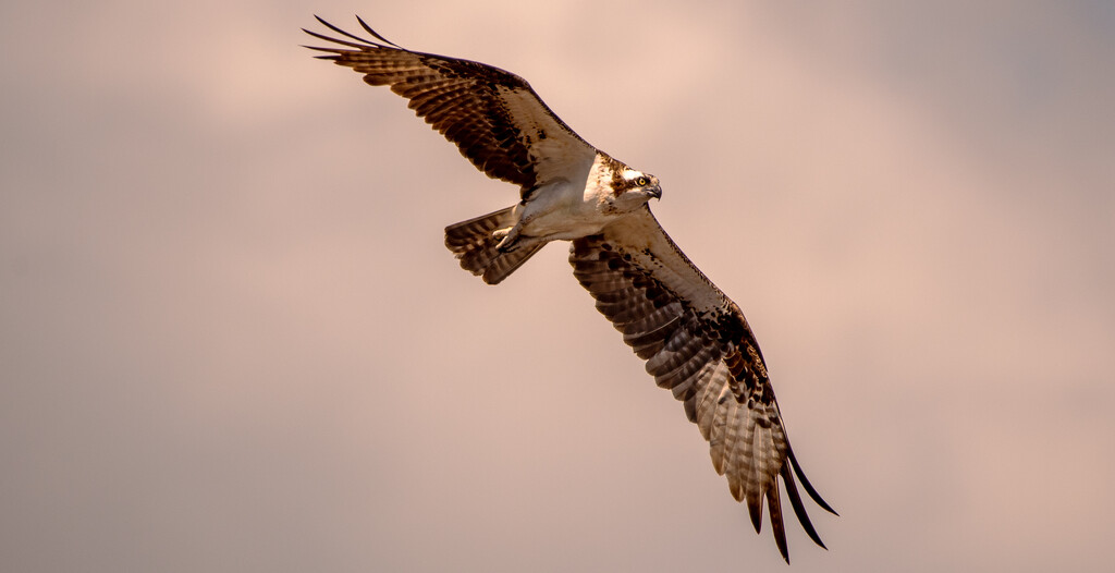 The Osprey, Searching the Waters! by rickster549