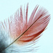 Galah Feather by onewing