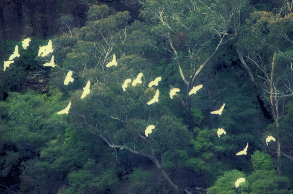 Flock of Cockatoos by annied