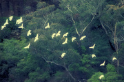15th Jun 2022 - Flock of Cockatoos