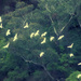 Flock of Cockatoos by annied