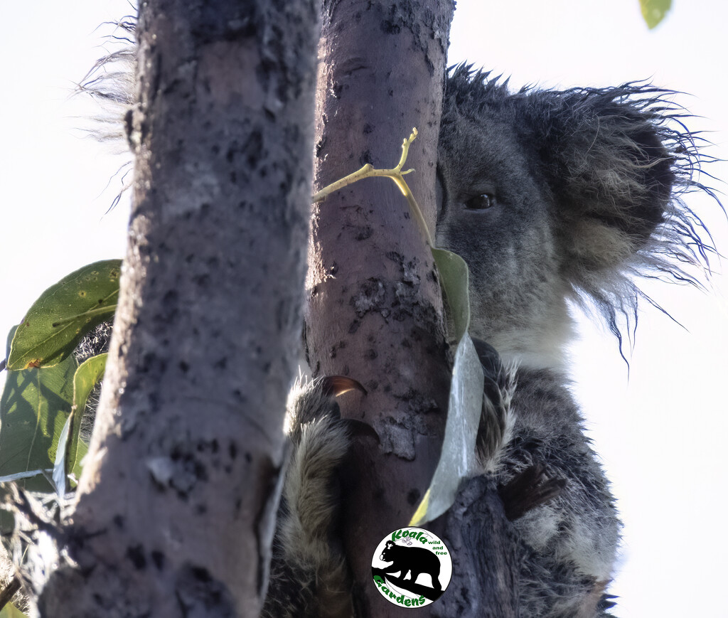 someone got a hair dryer by koalagardens