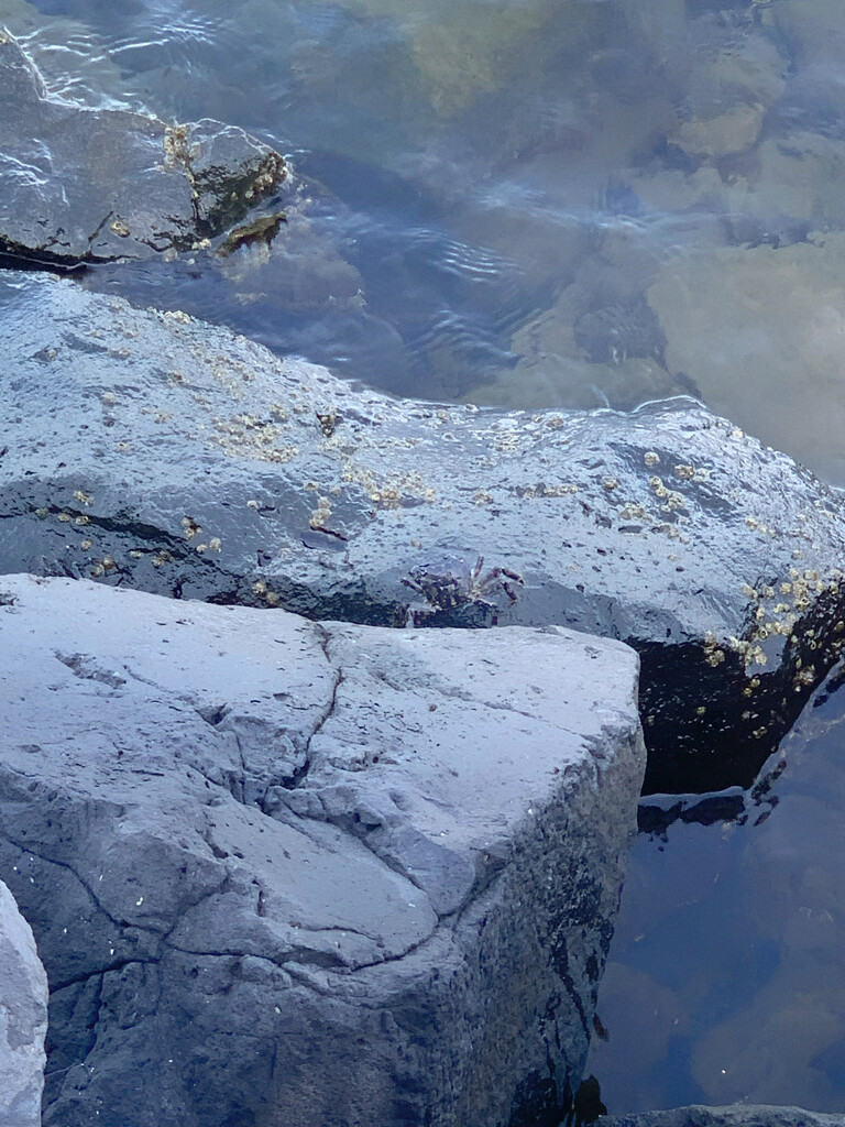 Black crab on black rocks.  by cocobella