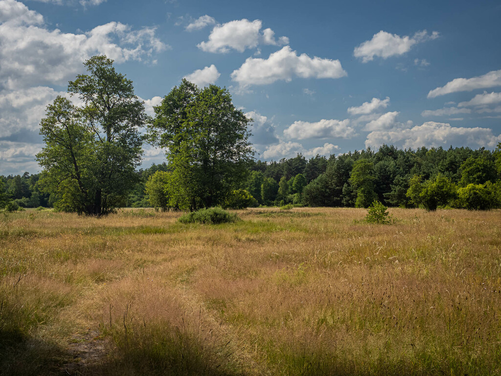 A summer meadow by haskar
