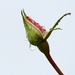 Raindrops On Rosebuds P7057043 by merrelyn