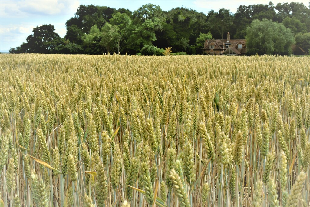 A hidden wheat field by anitaw