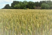 5th Jul 2022 - A hidden wheat field