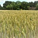 A hidden wheat field by anitaw