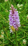 5th Jul 2022 - A wild orchid.