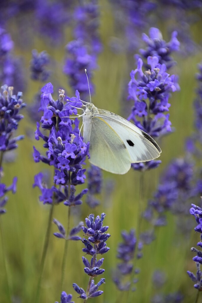 Lavender field by wakelys