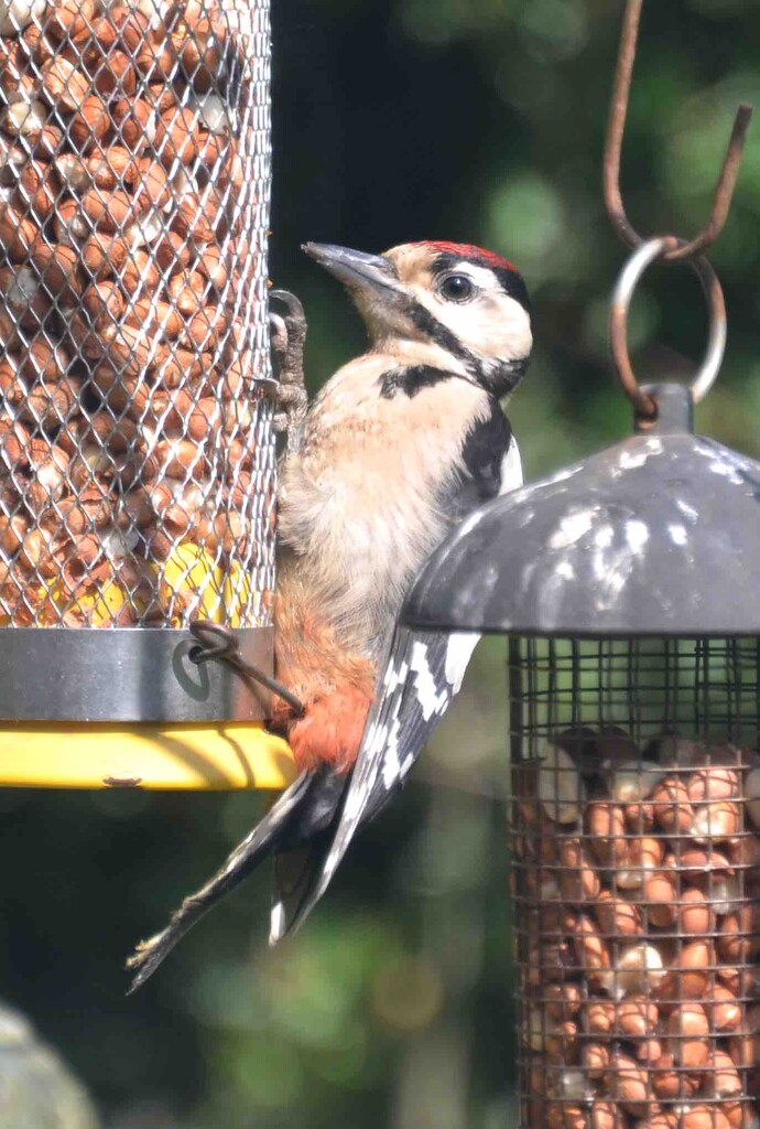 Juvenile Great Spotted Woodpecker by arkensiel