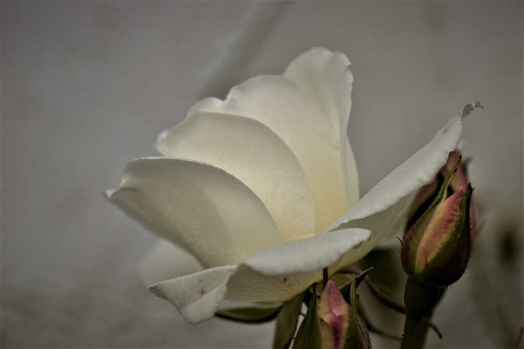 white rose profile by christophercox