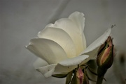 5th Jul 2022 - white rose profile