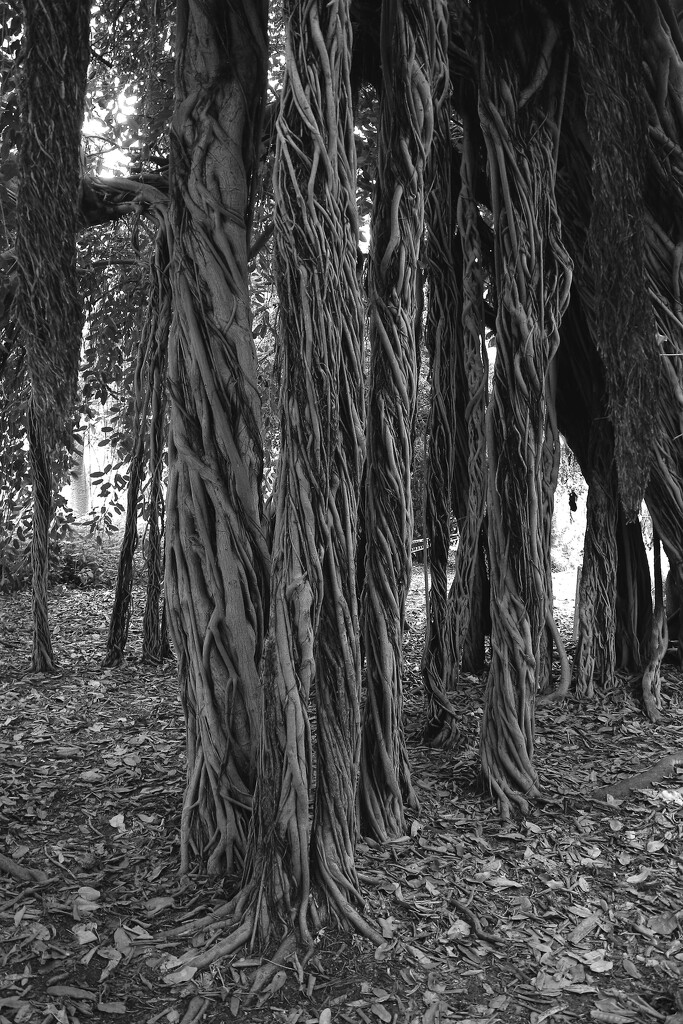banyan tree  by blueberry1222