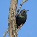Starling by sunnygreenwood