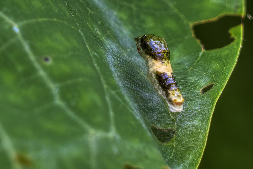 Giant Swallowtail Caterpillar by k9photo