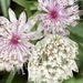 Astrantia Flowers by cataylor41