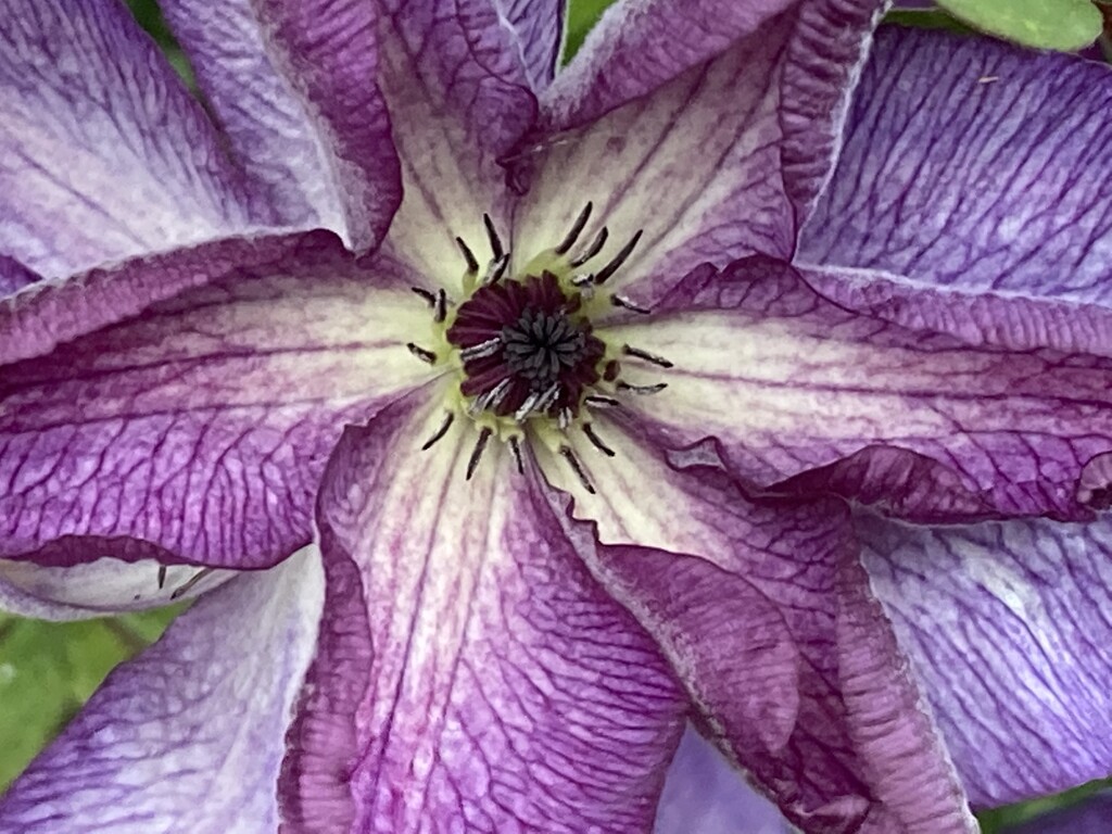 Clematis Flower by cataylor41