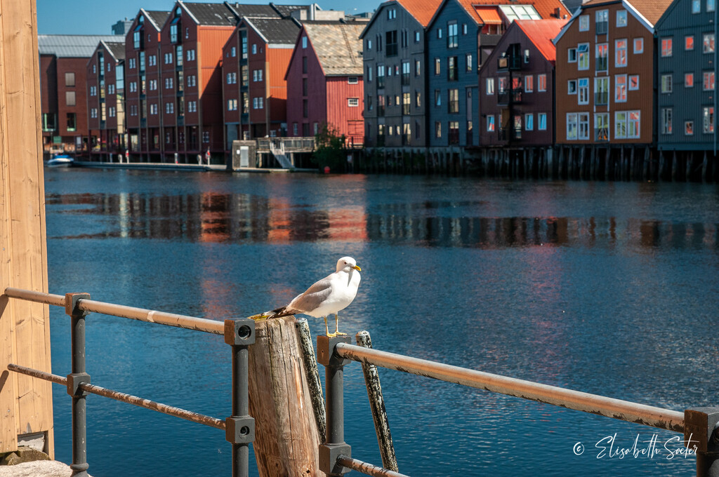 Seagull and the piers by elisasaeter