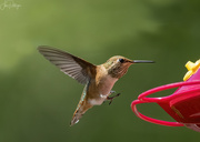 5th Jul 2022 - Rufous Putting On Her Brakes 