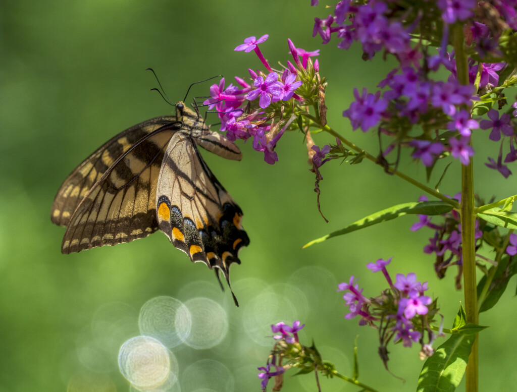 Eastern Tiger Swallowtail by kvphoto