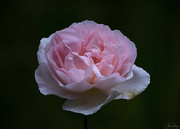 6th Jul 2022 - Pink Rose 