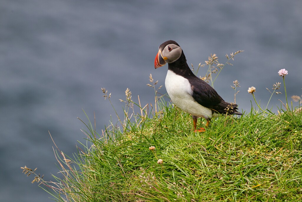 Puffin by okvalle