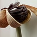 Amaryllis seed head by 365projectorgjoworboys