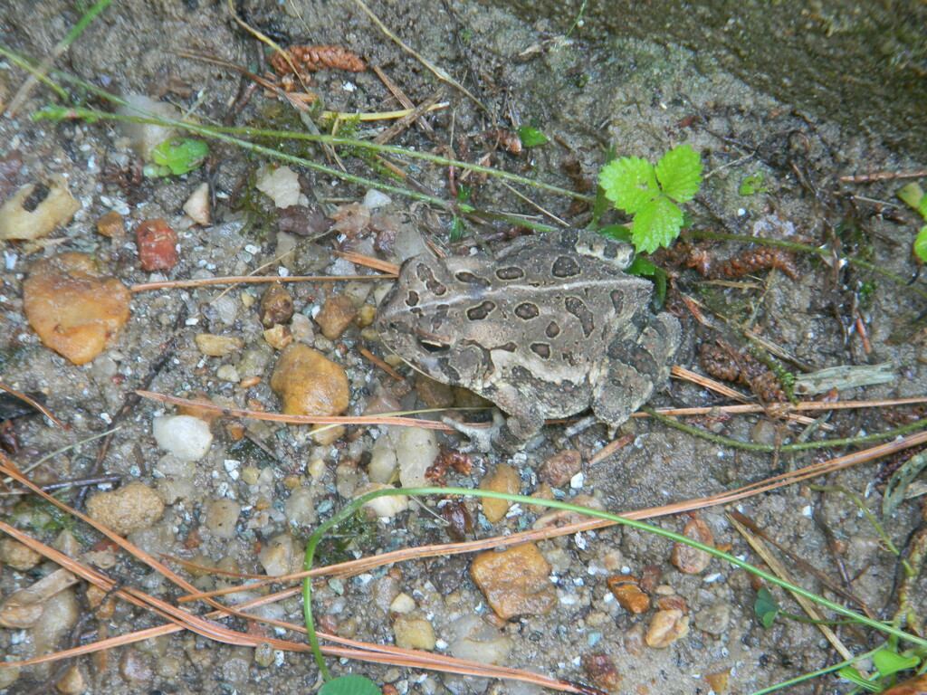 Toad in Backyard Closeup  by sfeldphotos