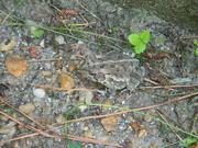 5th Jul 2022 - Toad in Backyard Closeup 
