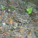 Toad in Backyard Closeup  by sfeldphotos