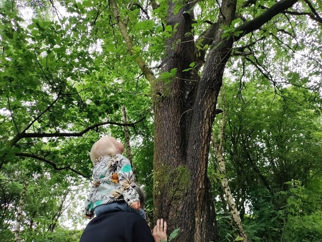 Tree appreciation by roachling