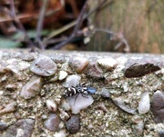 29th Jun 2022 - Zebra spider eating a fly