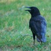185-365 crow by slaabs