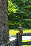 5th Jul 2022 - Red-tailed Hawk