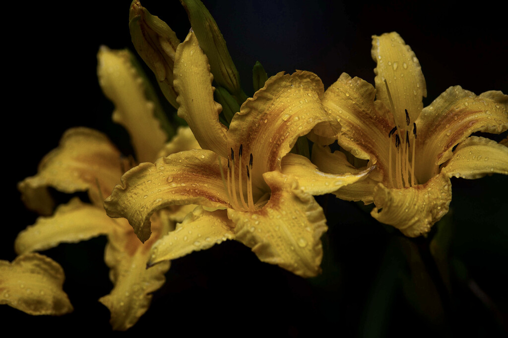 The Hanover Bonney Heritage Daylily by berelaxed