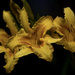 The Hanover Bonney Heritage Daylily by berelaxed