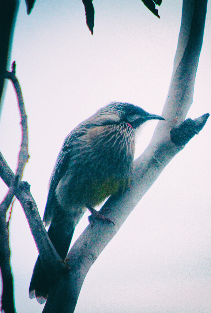 Red Wattlebird by annied