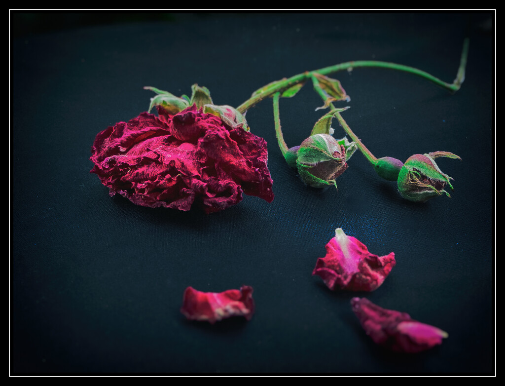 Dead Flowers by cdcook48