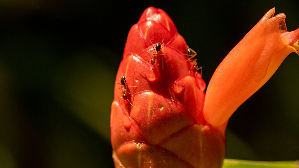 Ants on the Flower Bud! by rickster549