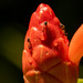 Ants on the Flower Bud! by rickster549
