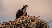 5th Jul 2022 - Mom Osprey, Back at the Nest!