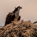 Mom Osprey, Back at the Nest! by rickster549