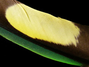 6th Jul 2022 - Rainbow Lorikeet Tail Feather