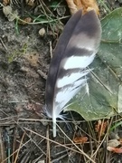 5th Jul 2022 - Feather Find