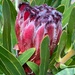 Protea by corymbia